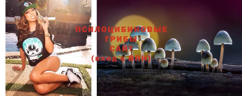 Галлюциногенные грибы Psilocybe  Томск 